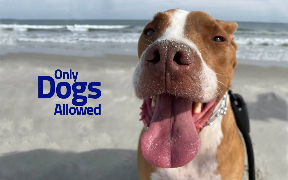A joyful dog's face in crisp focus with a sandy beach and gentle waves in the background. The beach setting is clear, and the dog's bright expression captures the pet-friendly, vacation spirit of the property.